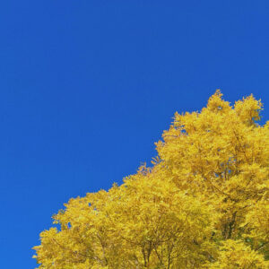 Yellow Blue Ukraine Unicef